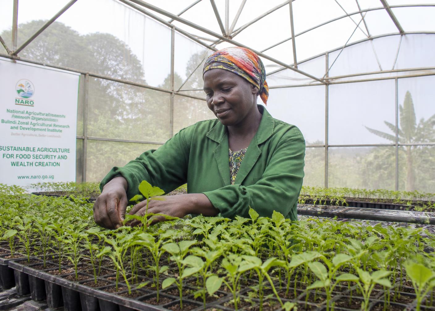 Greenhouse 2.0: rebuilt stronger after severe weather