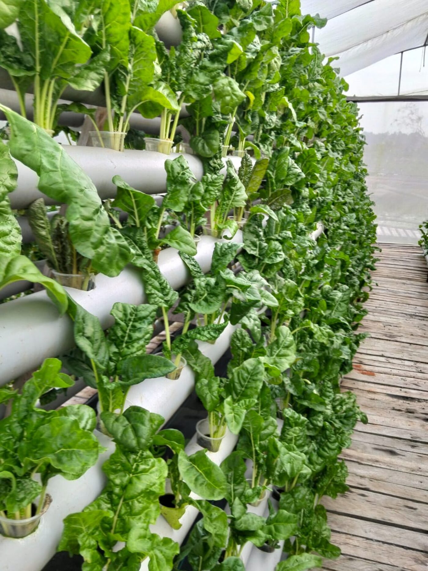 Hydroponic growing system with leafy greens at Bioksanland, Uganda